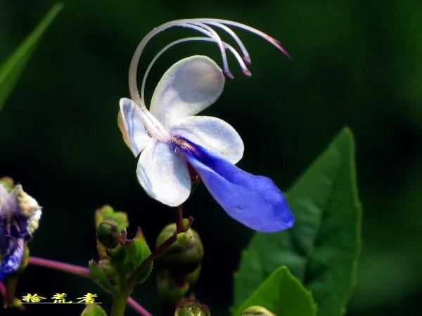 藍蝴蝶，花姿優雅，似群蝶飛舞