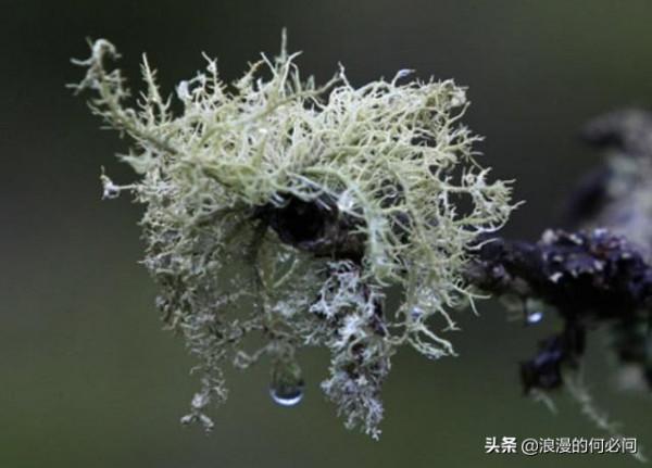 雲南的10種原生態風味菜，出了雲南，可吃不到這種原生態的風味菜