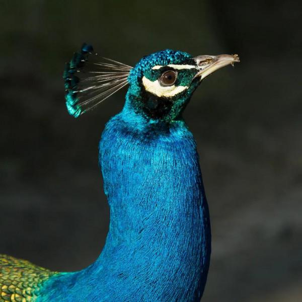 分享圖片，美麗高貴的吉祥鳥、五彩斑斕的孔雀64款