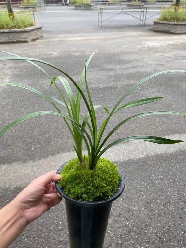 四川早年發掘的一顆春劍瓣型紅花素，現在成為市場熱門精品