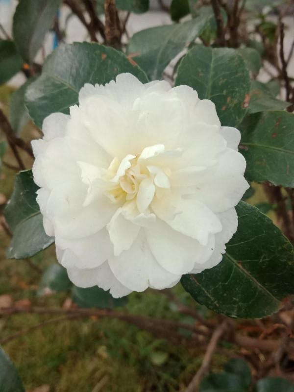 有個拾糞的老頭，夢想當了皇帝，拾糞的鏟子也要用金子打造