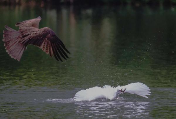 隼與大白鷺的故事