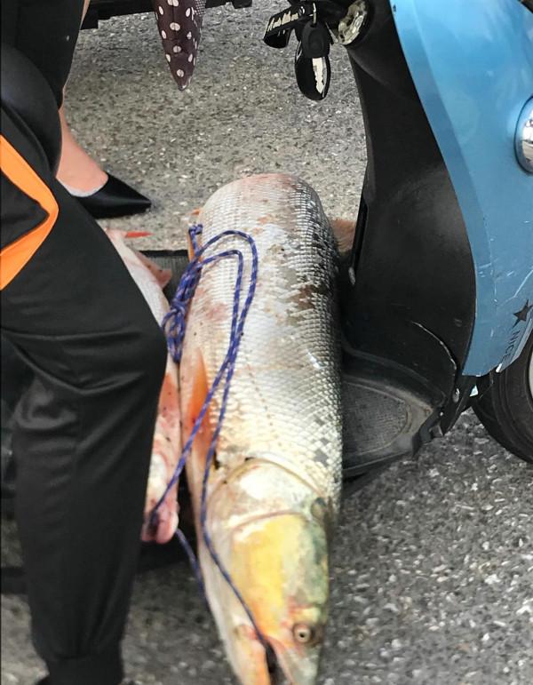 幾十斤的水老虎遊入小水溝吃魚,卻被人釣起,網友:請放回洞庭湖 幾十斤的水老虎遊入小水溝吃魚,卻被人釣起,網友:請放回洞庭湖