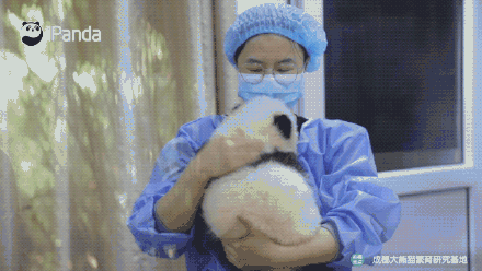 可愛！大熊貓飼養員的花式按摩