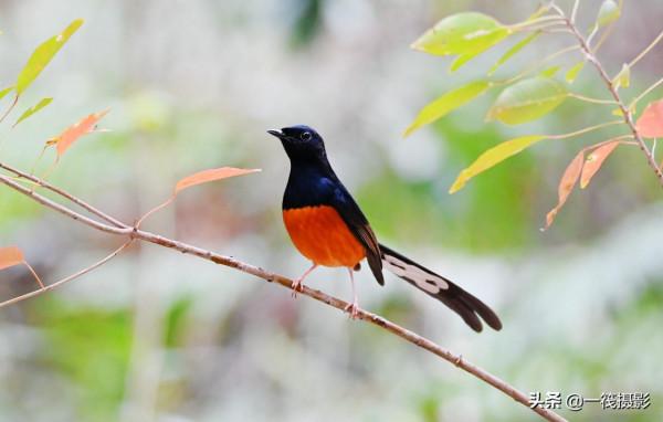 樂不思蜀的候鳥——白腰鵲鴝
