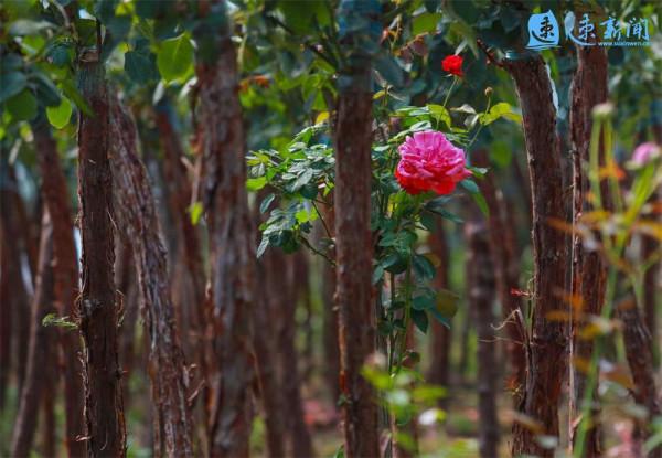 圖說丨沭陽:秋來月季散芳華 圖說丨沭陽:秋來月季散芳華