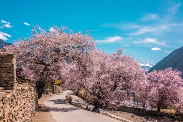 川藏南北線看花，追逐中國最美的春天