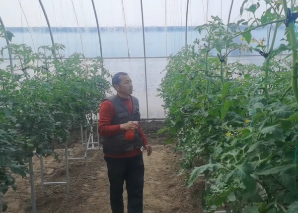 種菜增產小妙招,辣椒水能殺蟲嗎?農戶要小心使用 種菜增產小妙招,辣椒水能殺蟲嗎?農戶要小心使用