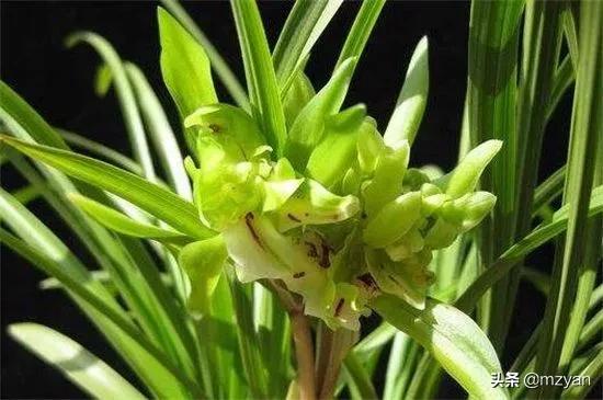 幾套房換不來的花卉