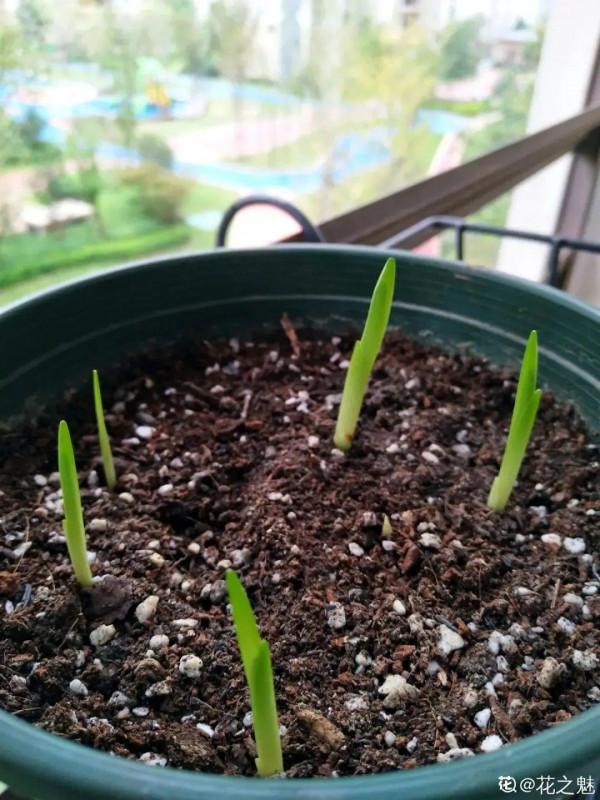 開花超香的香雪蘭，夏天葉子全黃了，挖出滿盆小球，大豐收