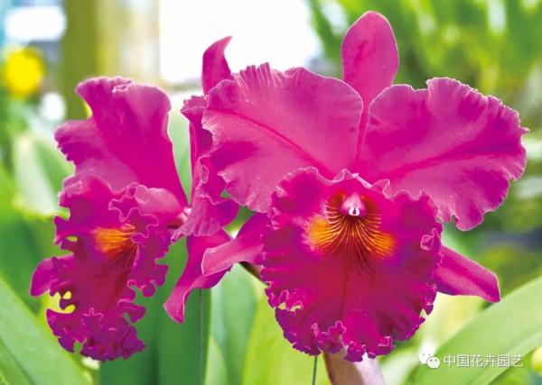 雍容華麗的卡特蘭 &vert; 新品