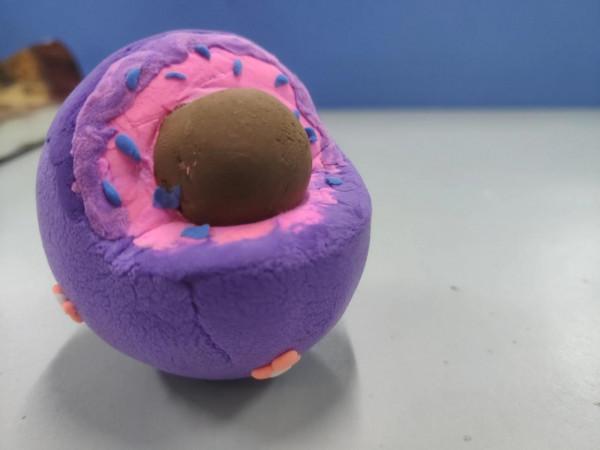 手巧心靈妙制“模”,流光溢彩話生物--生物模型製作比賽 手巧心靈妙制“模”,流光溢彩話生物--生物模型製作比賽