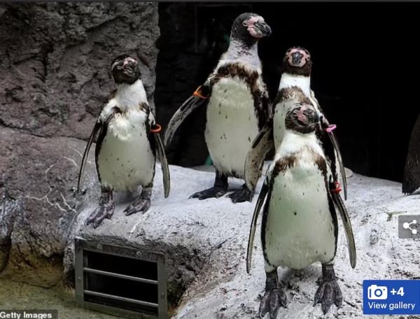 紐約一對企鵝&OpenCurlyDoubleQuote;夫夫&rdquo;真的孵出了小寶寶！曾用假蛋小心練習