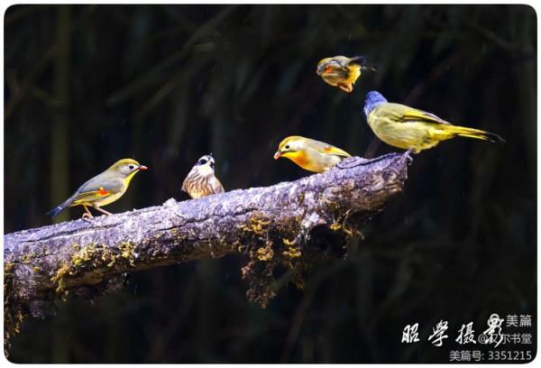 又爾書堂：紅嘴相思鳥一一忠貞愛情的楷模