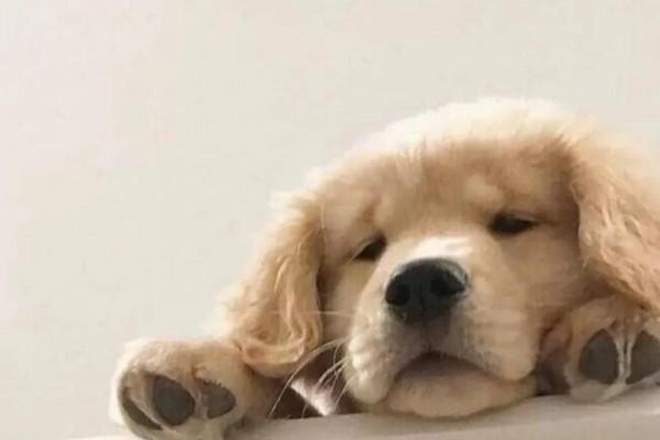 為什麼說男不養貓,女不養狗?看完漲知識了 為什麼說男不養貓,女不養狗?看完漲知識了