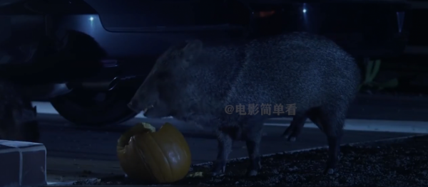 豬不僅聰明,還比獵豹跑得快,法國人發財都得靠豬鼻子 豬不僅聰明,還比獵豹跑得快,法國人發財都得靠豬鼻子