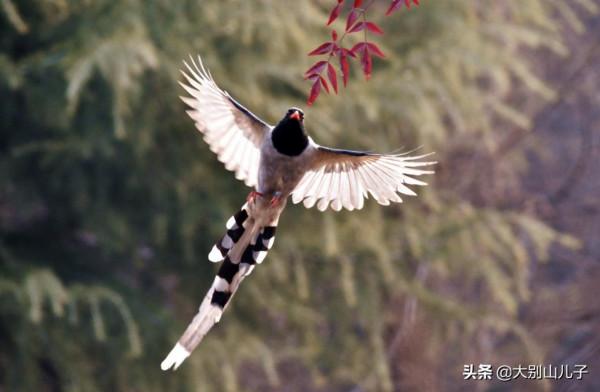 抓拍紅嘴藍鵲飛行