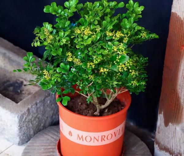 6種香味花卉,家裡養一盆,比噴了香水還好聞 6種香味花卉,家裡養一盆,比噴了香水還好聞