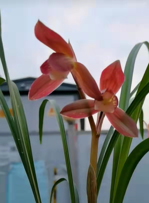 四川早年發掘的一顆春劍瓣型紅花素，現在成為市場熱門精品