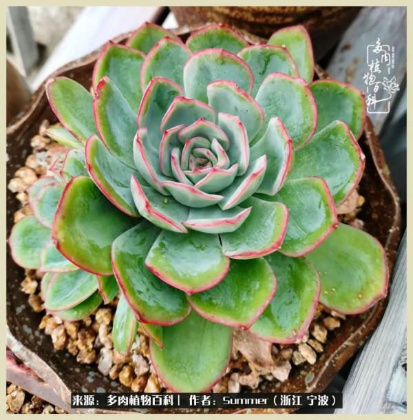 多肉小白2個月成功入坑:有我在,你們就負責變美吧 多肉小白2個月成功入坑:有我在,你們就負責變美吧