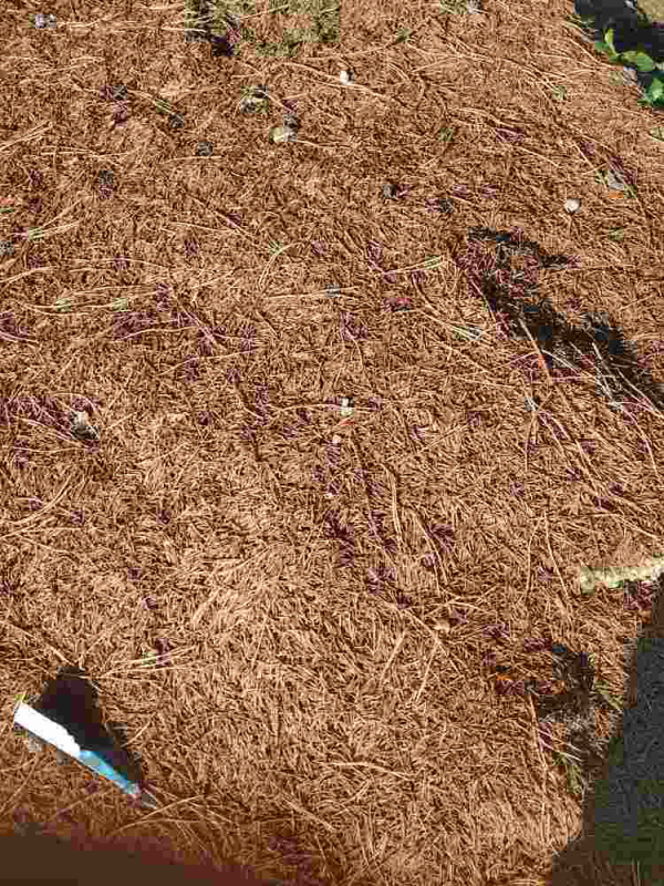 路邊撿4種“垃圾”，和土壤摻一起，就是養花萬能土，省一大筆錢