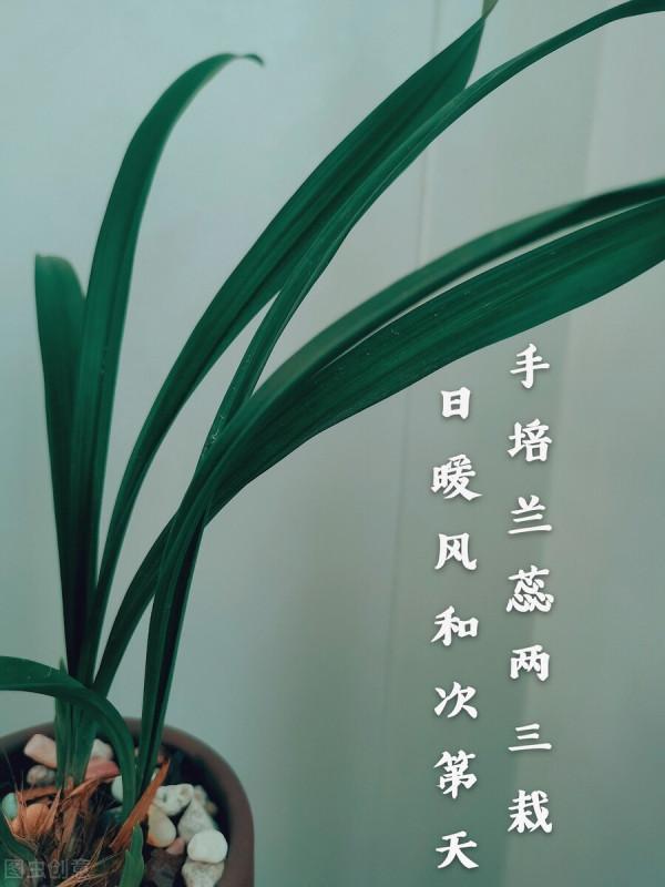 夏天養蘭花做好“三練”，容易開花不說，秋冬苗還會格外多