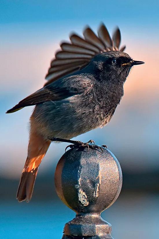 分享&mdash;&mdash;天生麗質的鳥兒