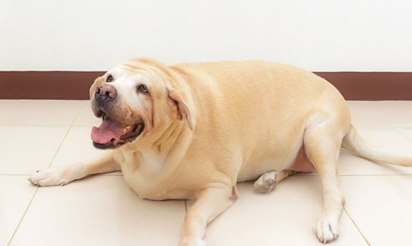 拉布拉多太過肥胖，要怎麼給它減肥呢？