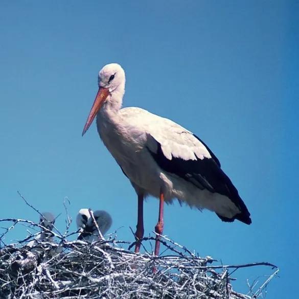 鳥的世界 鳥的天堂