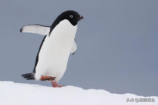世界上最可愛的鳥，融化你的心