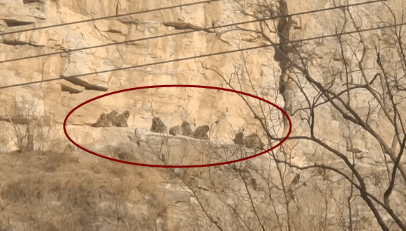 50只獮猴下山集結村民家，噠噠噠的腳步聲從屋頂跑過，嚇壞屋主