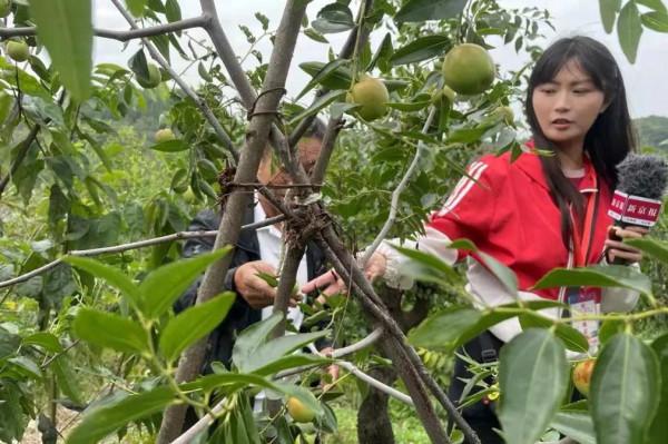 今年多雨水,棗子珍貴的很~京城這幾家棗園留住了秋日的甜蜜 今年多雨水,棗子珍貴的很~京城這幾家棗園留住了秋日的甜蜜