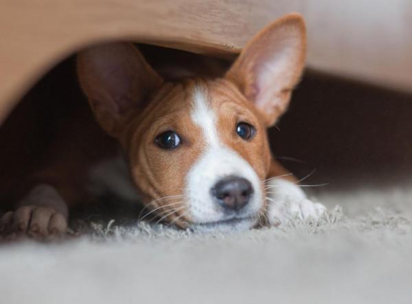 適合內向性格的10大品種寵物狗