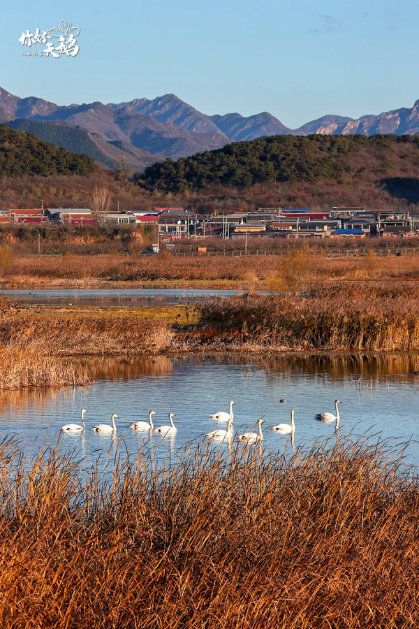 【生態懷柔】“團寵”天鵝棲息懷柔,這裡生態堪稱絕絕子! 【生態懷柔】“團寵”天鵝棲息懷柔,這裡生態堪稱絕絕子!
