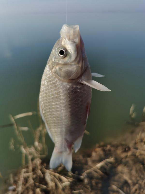 回顧近期垂釣經歷,總結經驗以利再戰 回顧近期垂釣經歷,總結經驗以利再戰