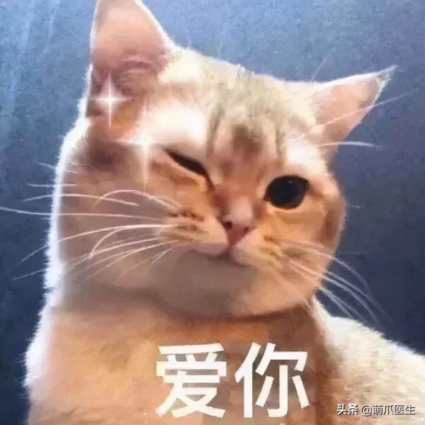 看了我太太太爺爺畫的貓後…網友:同一個物種 看了我太太太爺爺畫的貓後…網友:同一個物種