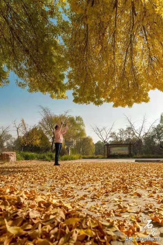 白蠟銀杏都黃了,石家莊植物園樹樹皆秋色 白蠟銀杏都黃了,石家莊植物園樹樹皆秋色