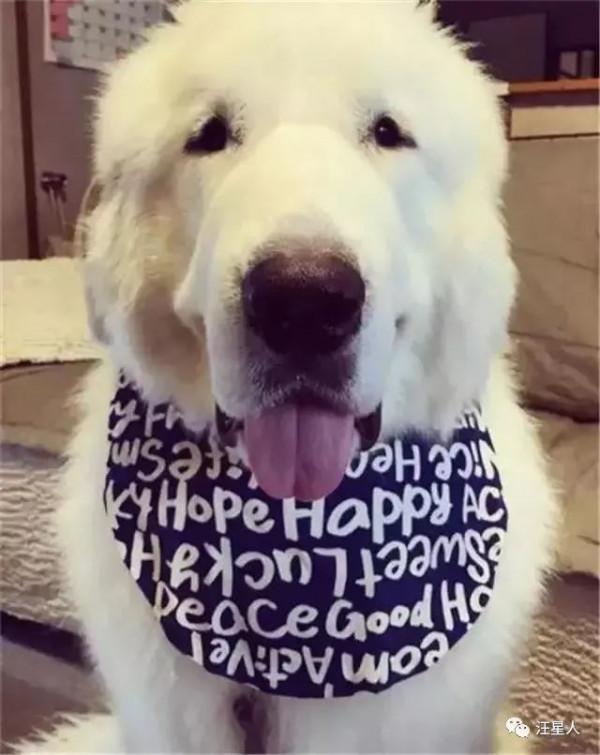 這才是大白熊正確的開啟方式，除了萌那就是炒雞萌