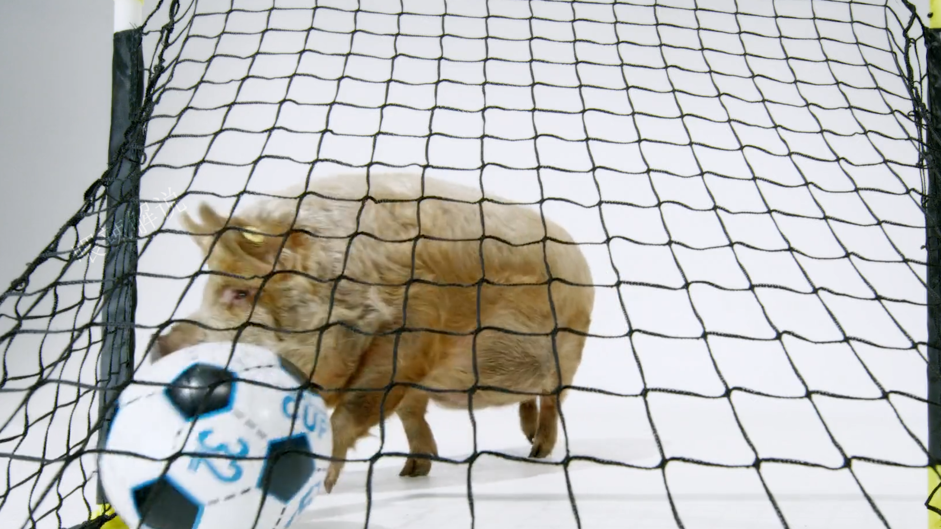 身世離奇的海盜豬,高智商佔領小島,人們被利用卻不自知 身世離奇的海盜豬,高智商佔領小島,人們被利用卻不自知