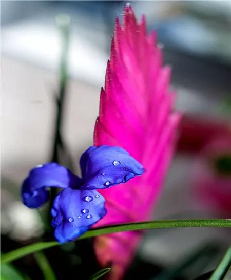 鐵蘭花一一堅強