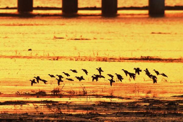 鴨群、晚霞……墨水河溼地：人間值得！