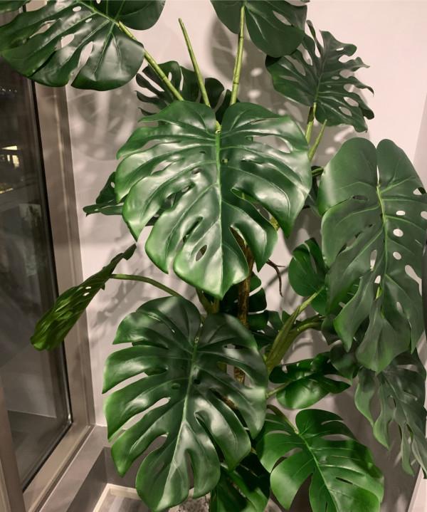 小盆栽，大用處！家裡就養這7種“健康花”，關鍵時刻幫大忙