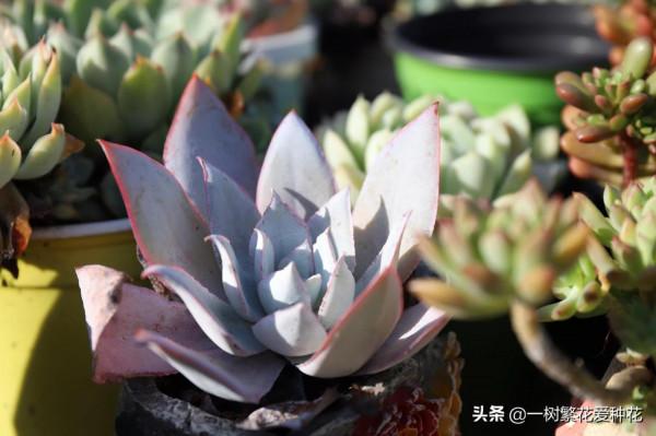 多肉常見問題：化水、黑腐、病蟲害，大家發圖，我來診斷和治療