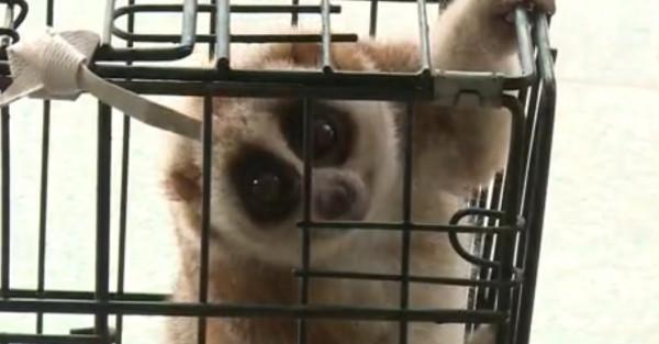 好聰明！雲南一蜂猴受傷跑到醫院“求治療”，為國家一級保護動物