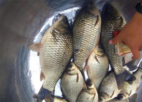 冬季天冷吃口差？用這3大&OpenCurlyDoubleQuote;絕殺&rdquo;餌料，斤鯽一釣一籮筐