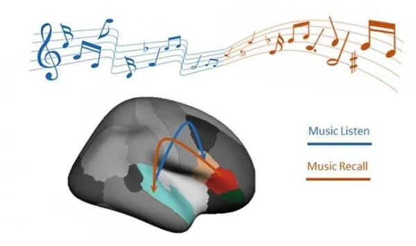 腦科學日報：華科王偉團隊發現急性缺血性中風的潛在治療靶點