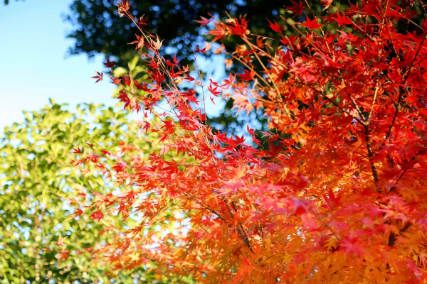 嗨，想和你一起看鹿城冬日限定美景