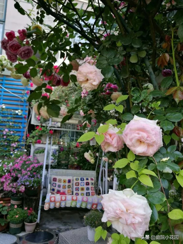 這樣的小院就是我夢想中的花園