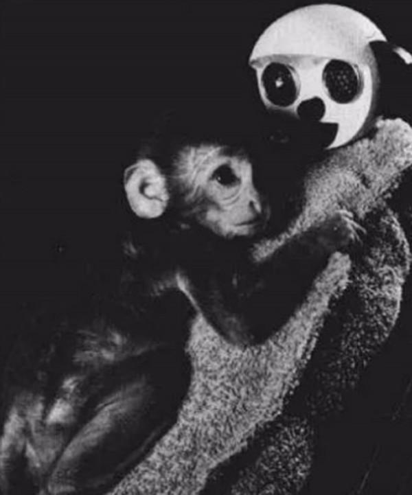 恆河猴實驗:以愛之名義,做殘忍虐心的實驗?使眾多幼兒重獲母愛 恆河猴實驗:以愛之名義,做殘忍虐心的實驗?使眾多幼兒重獲母愛