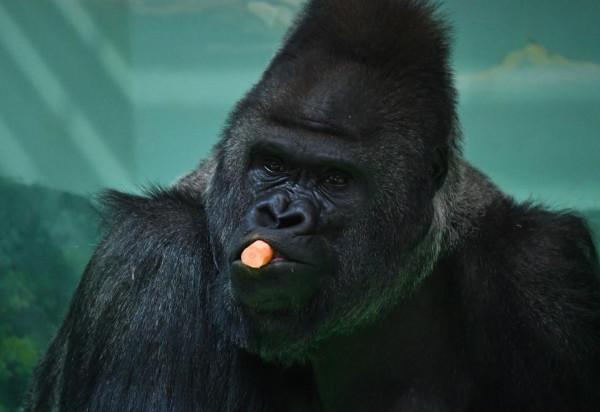 莫斯科動物園的動物們